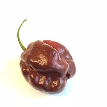 Habanero Chocolate - Seeds - The Pepper Pantry (Formerly Marie Sharp's)